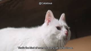 Understanding Your Cat's Tail Language: What It Really Means! Unlock Feline Behavior Secrets