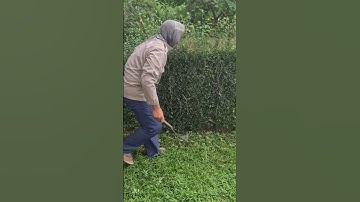 A simple smart tool that is very useful for tidying up special garden plants #shorts