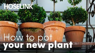 How to Pot a Plant Properly with Horticulturist Ben Hayman How-to Garden Series Episode 1