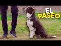 Pasear a un perro en menos de 5 minutos