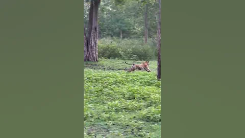 Tiger attack on wild dog #wilddog #tiger #kabini #elephant #wildlife