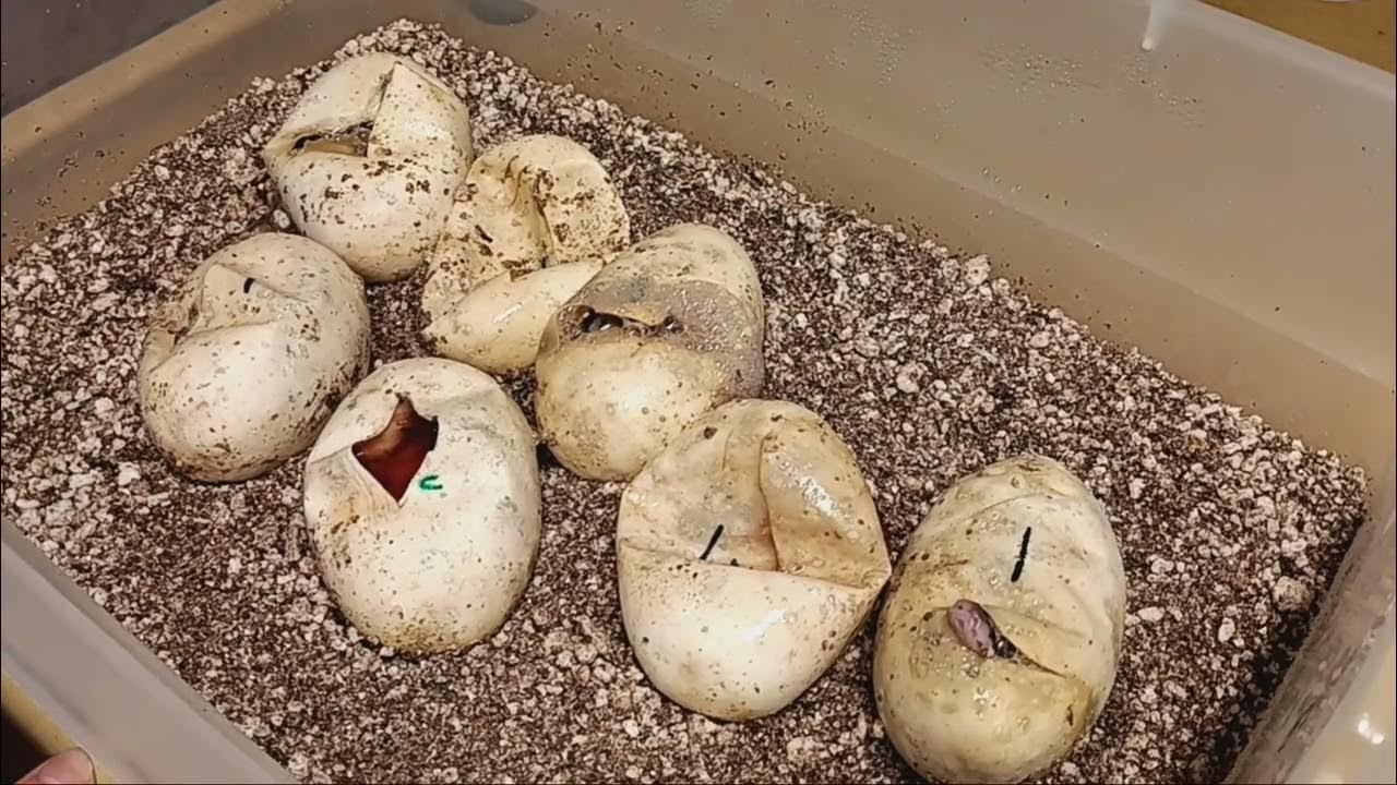 Ball Pythons Hatching - YouTube