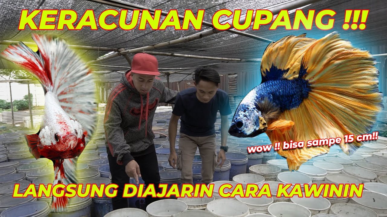 WOW !! 19 RIBU EMBER CUPANG DEPAN MATA !!!