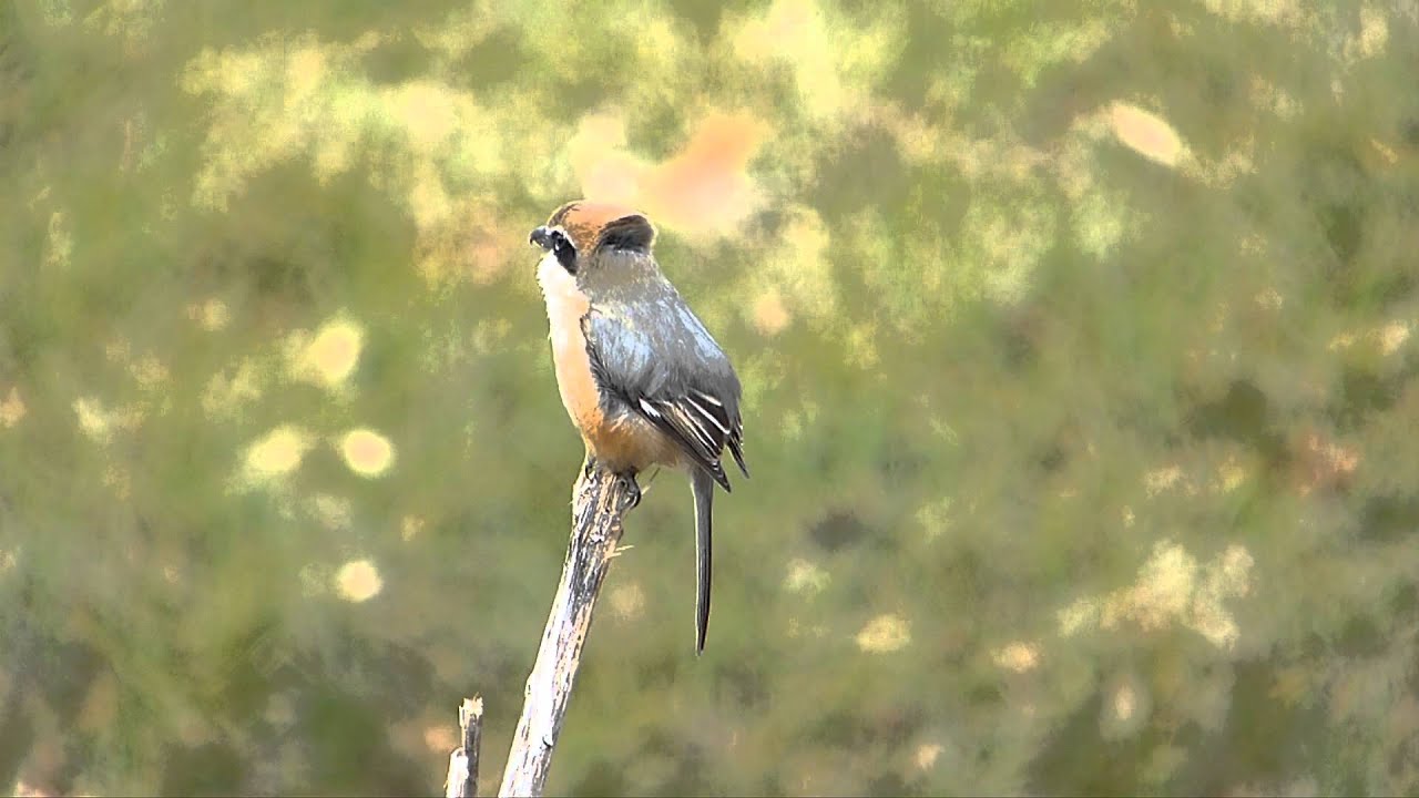 モズ (Bull-headed Shrike) 