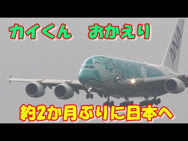 カイくん早朝に約2か月ぶりに日本へ帰国】 2025.05.19 4K撮影 NARITA