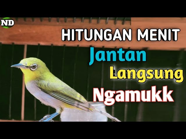 Pleci betina birahi perangsang bunyi class=