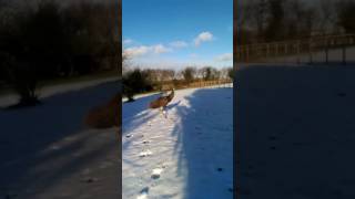 When Echo the Emu met snow for the 1st time.