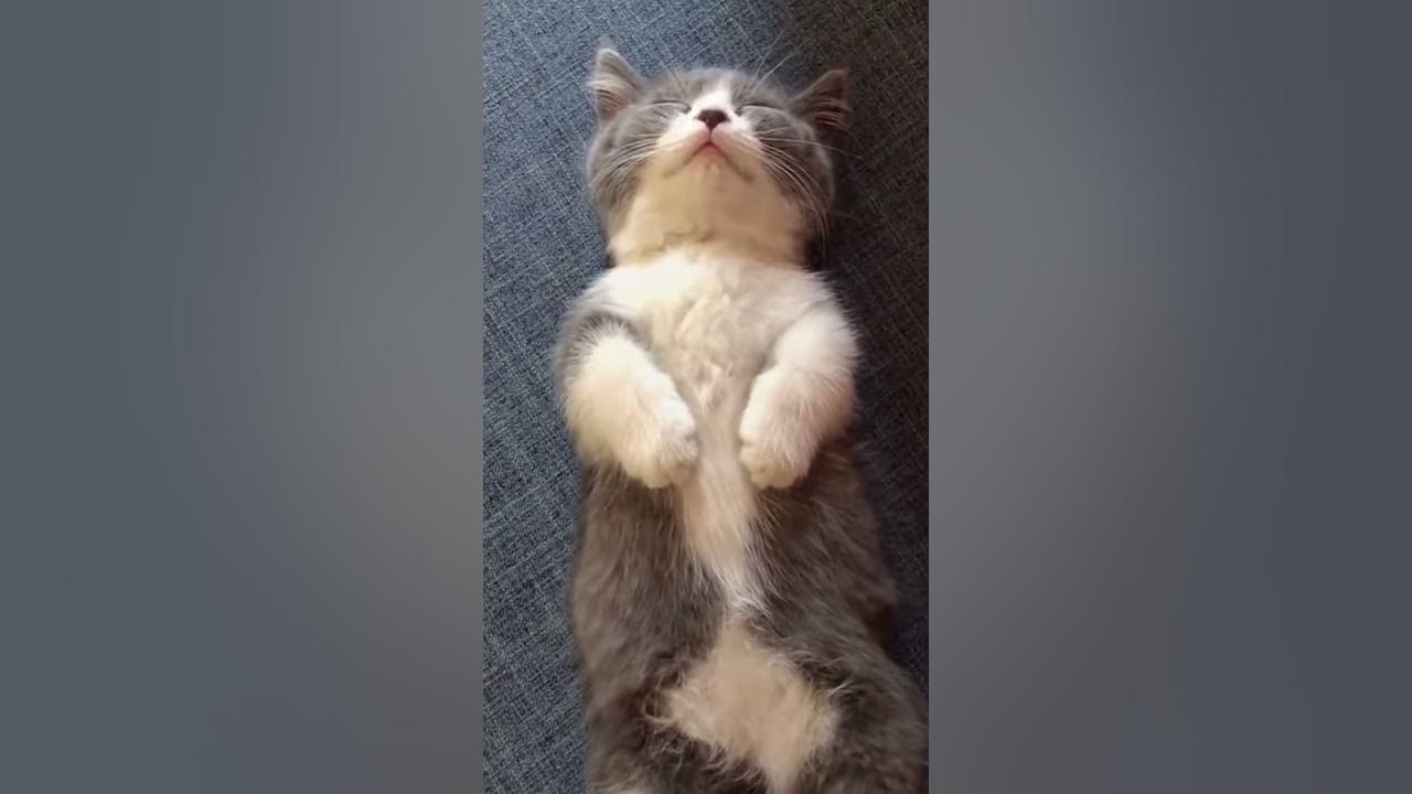 Cat Behaviour Understanding Do Cats Like Music Purina YouTube