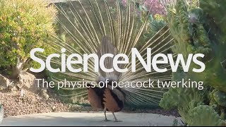 Peacock feathers fail to impress the ladies › News in Science (ABC Science)