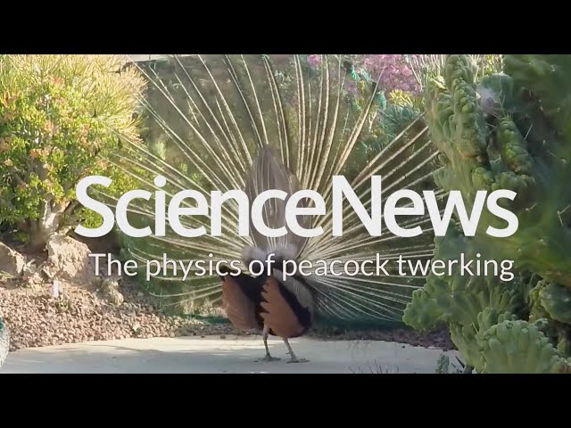 Springtails Are Nature's Tiny Gymnasts, Videos Reveal, Smart News