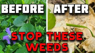DON&#39;T let these WEEDS take over your lawn!! - Get rid of Wild Violets, Creeping Charlie, Ground Ivy
