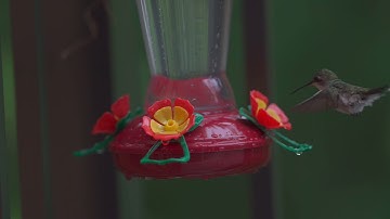Humming bird feeding sugary nectar from feeder
