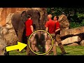 After a Mother Elephant cannot wake her Baby Zookeepers Run to the Rescue