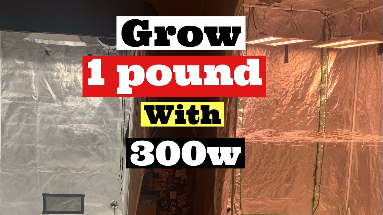 HOW TO GROW A POUND OF INDOOR WEED STEP BY STEP GROW GUIDE - YouTube