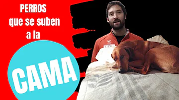 ¿Por qué no se debe permitir que los perros suban a las camas?