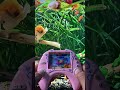 Octopus Water Gamebot #gaming #squidgame #satisfyingvideo #satisfying #toys