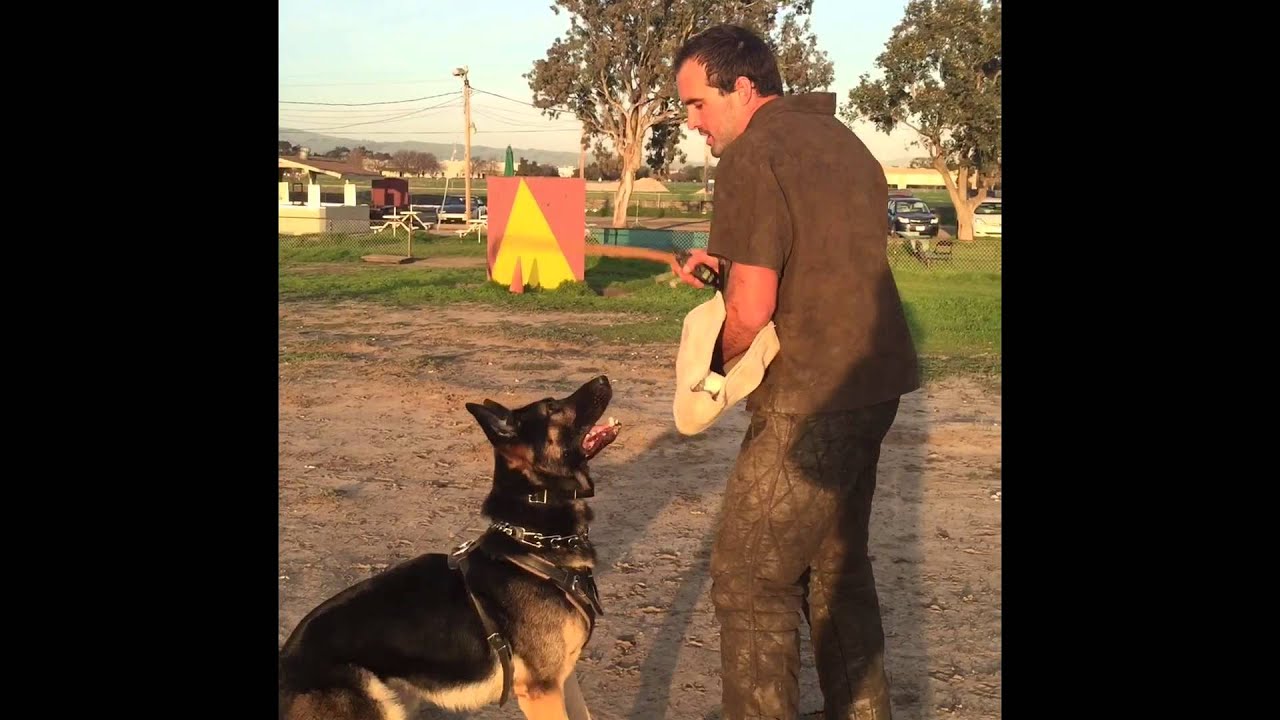Menlo Park Schutzhund Club training day YouTube