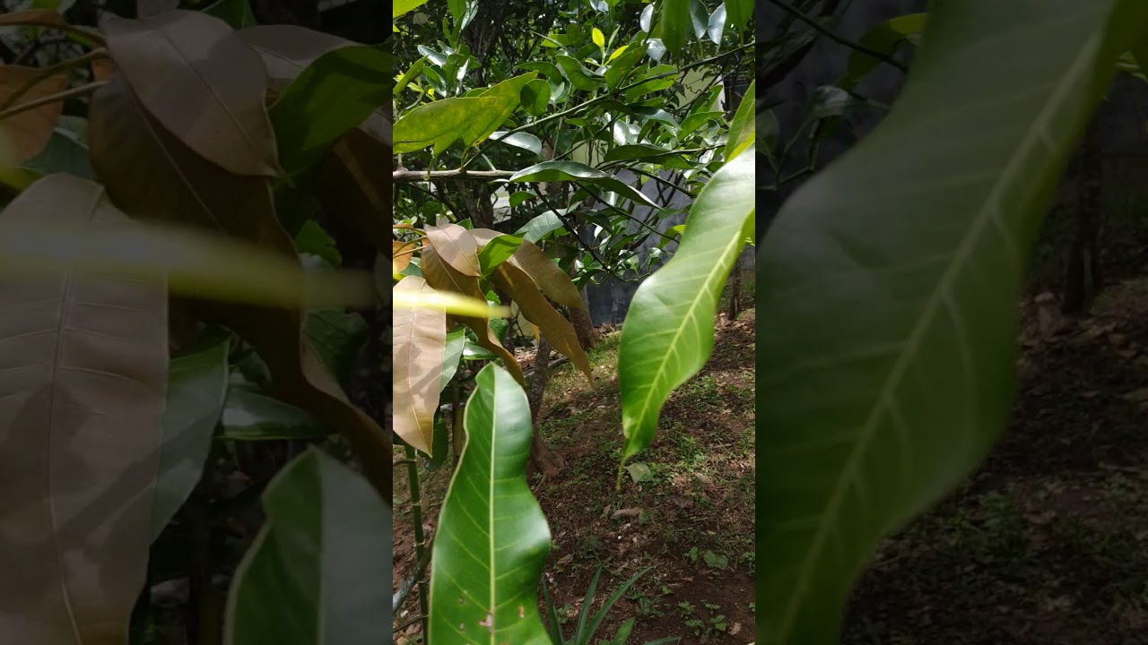 Sambung pucuk 4 jenis mangga - YouTube