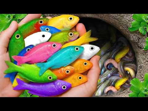 Catch beautiful aquarium fish in small pond baby turtles, eel, pencil fish, nemo fish, iguanas, crab