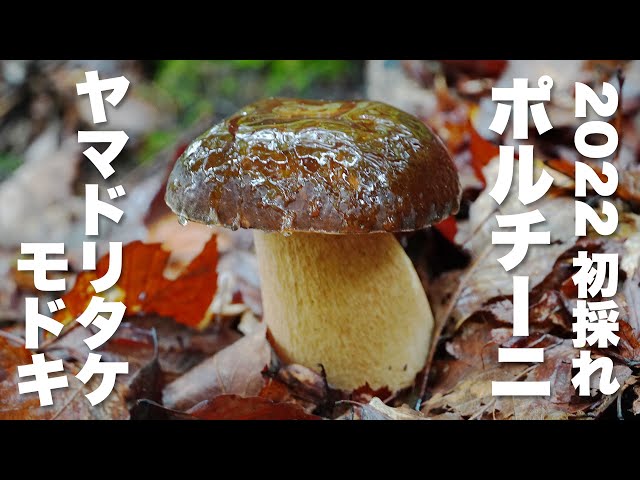 2022.7.20初採れヤマドリタケモドキ【ポルチーニを採って食べる