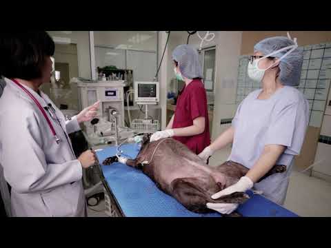 วีดีโอ: ศัลยกรรมตกแต่งสัตว์