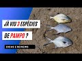 AS ESPÉCIES DE PAMPO  -  PESCAMOS 3 VOCÊ CONHECE ?  #pesca #pescaria #dicasdepesca #plmnaveia