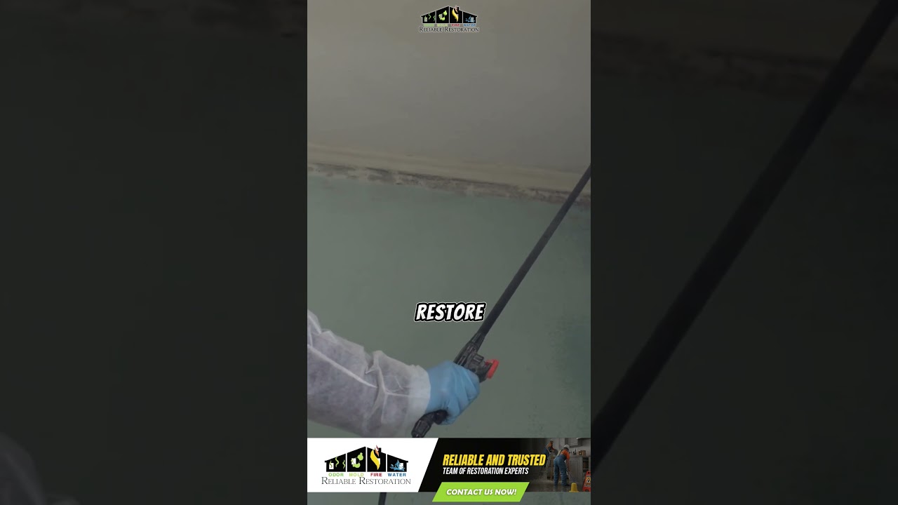 Mold Problems Reliable Restoration Has You Covered in Albuquerque! 