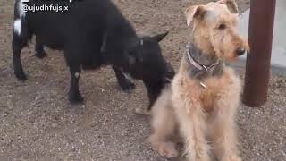 Шамсидин Бхе Бози Кунем