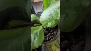 1000 belde de 1000 toprak analizi yapılmış genç çiftçiye ait  tarim teknoloji projesine dualarınızi