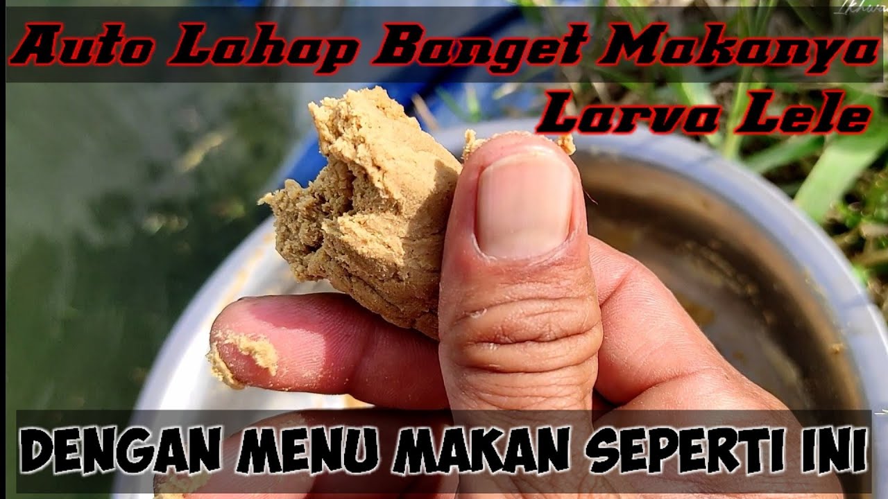 Pakan Larva Lele Setelah Cacing Sutra