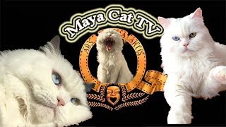 Deep Turkish Kedi PakMaya by Maya Cat TV 1,011 views 4 years ago 10 minutes, 3 seconds