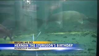 Herman the Sturgeon turns 90!