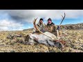 Reindeer hunting in Iceland - Hreindýr 2020