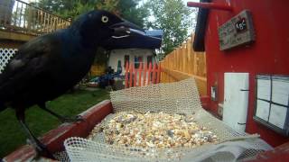 Grackle Birds - 17mins