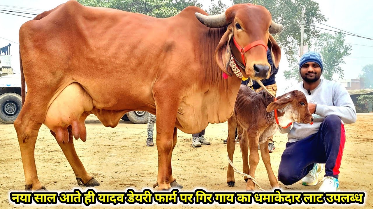 नया साल आते ही यादव डेयरी फार्म पर गिर नस्ल का धमाकेदार लाट उपलब्ध || yadav dairy farm lucknow 