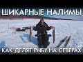 ШИКАРНЫЕ НАЛИМЫ / КАК ДЕЛЯТ РЫБУ НА СЕВЕРАХ