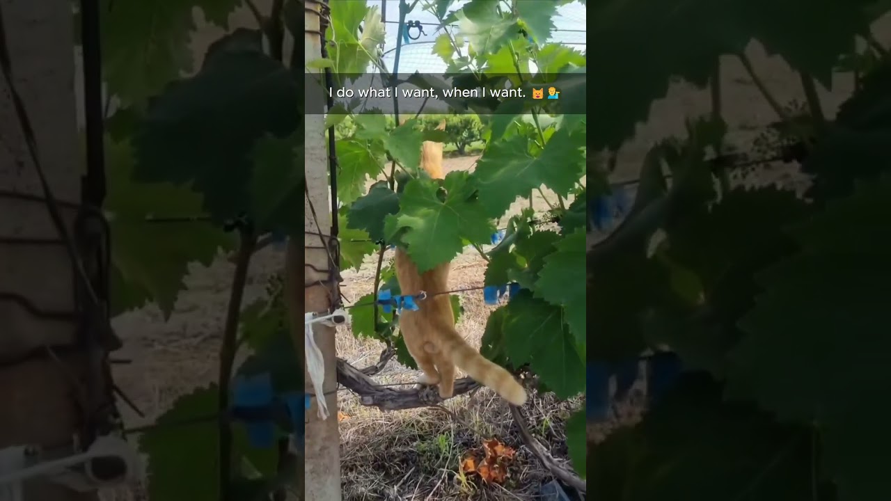 Life is better with a cat by your side. 🐾 