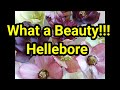 What a Beauty!!! Hellebore/ 크리스마스 로즈