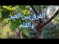 ماهي افضل طريقة لتطعيم اشجار التين وماهو الفرق بين العين والقلم 