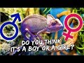 HELP! Is My Chameleon a Boy or Girl? | Vlog #408