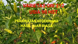 PANEN PERTAMA CABE ORI 212 DI USIA 90 HARI, DAPAT 30 KG.DENGAN HARGA 80 RIBU/ KG@Demes sukenti