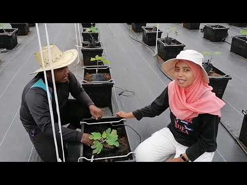 Video: Cara Menanam Pokok Maple - Maklumat Mengenai Penjagaan Pokok Maple