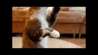 Кошка Маруся. Красивый кошачий конкур *_* Кошка Маруся. Красивый кошачий конкур *_*