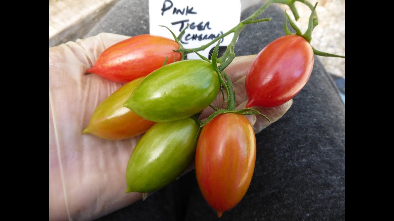 Rare Heirloom Tomatoes Ripening YouTube