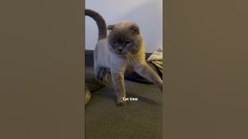 #cat #sleepcat #sleepycat #catlover #catnip #pets#kitten#cats #shorts #catvideos #catshorts #cutecat