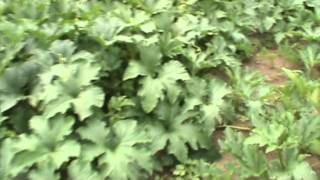 Pumpkin Patch 2012- 11th Update