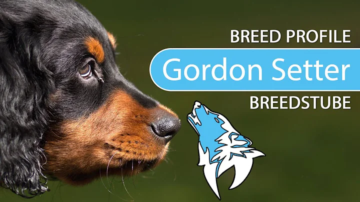 Gordon Setter Breed [2020] Temperament & Training