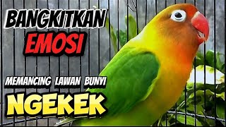 Suaranya Bangkitkan Emosi Lawan Memancing Bunyi,Lovebird Ngekek Panjang
