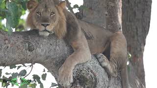 Famous &quot;Ishasha tree-climbing&quot; Lions - Uganda birding tours!