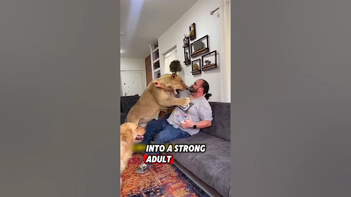 The helpless lion was lucky to meet a kind man who saved it after being abandoned #rescue #lion thumbnail